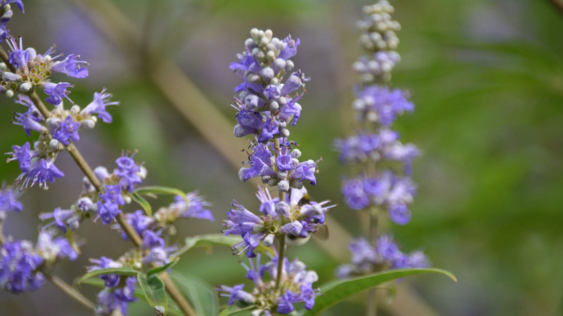 Mönchspfeffer: Warum wird es oft im Zusammenhang mit Frauengesundheit genannt?